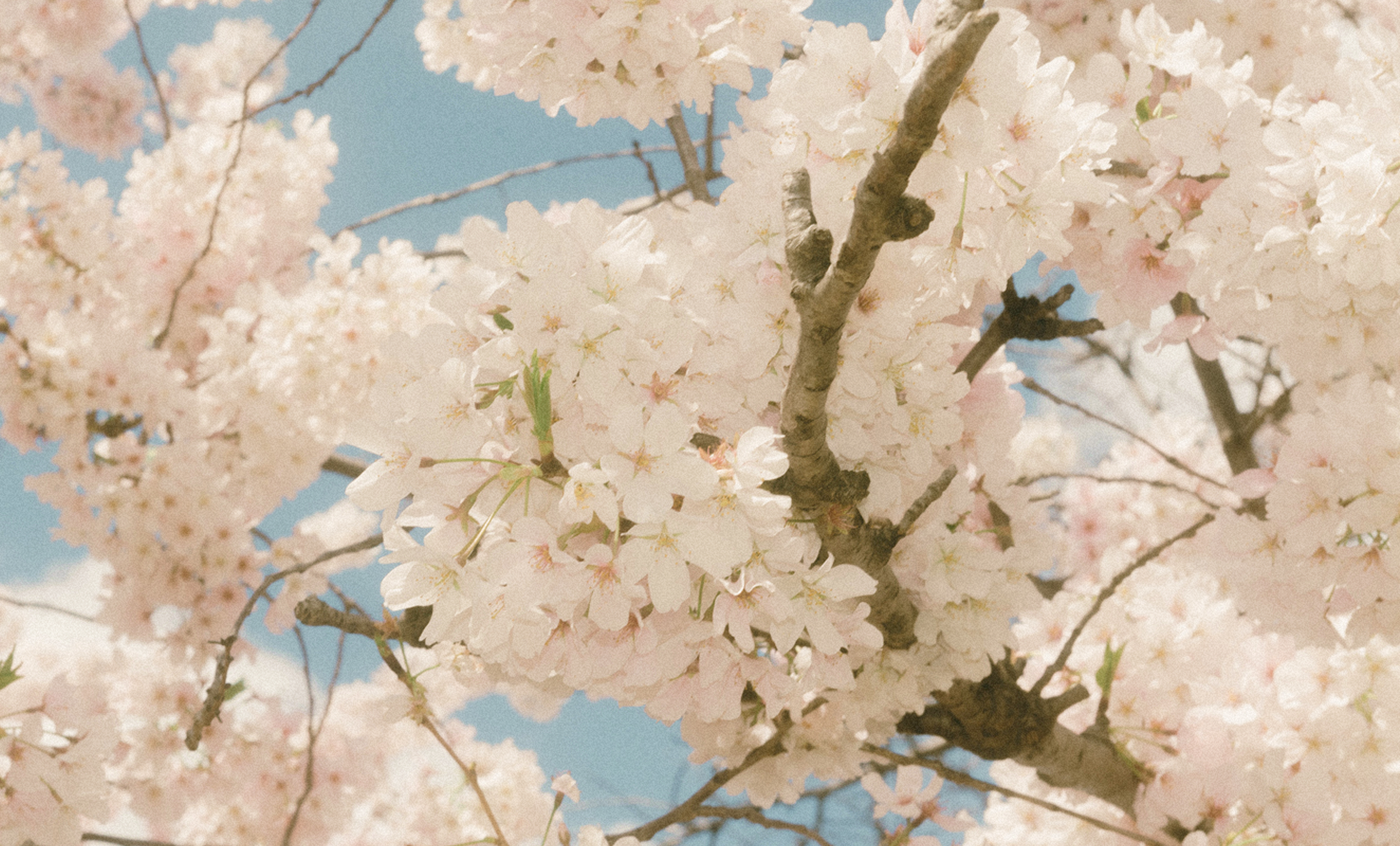 Tree in rural landscape