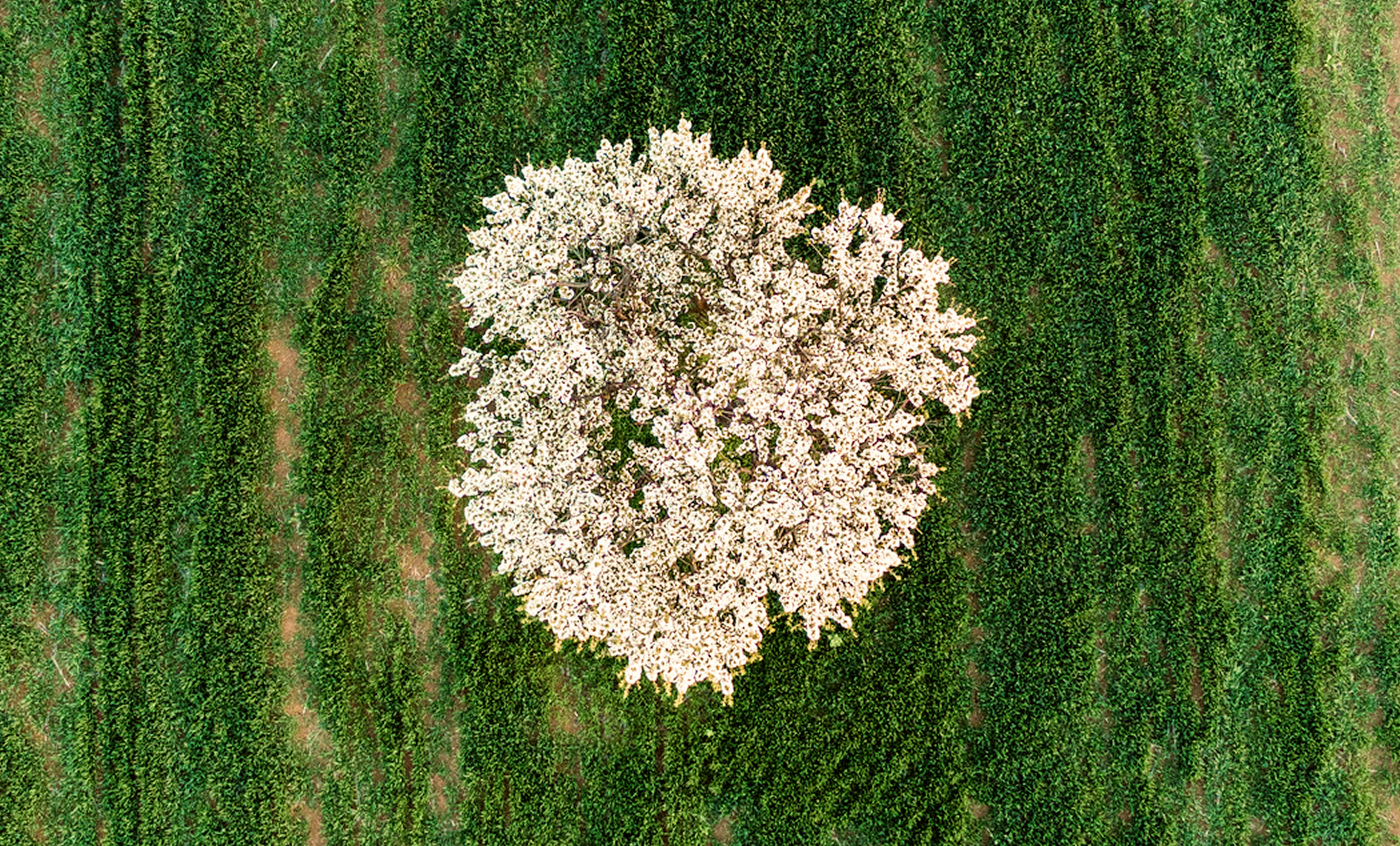 White tree in a grass field
